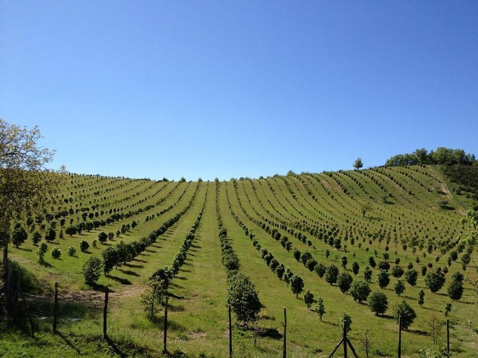 La Collina Dei Ciliegi Βίλα Καμερίνο Εξωτερικό φωτογραφία